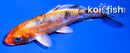 4.5" HEISEI NISHIKI