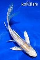 5" ARAGOKE LEMON HARIWAKE BUTTERFLY