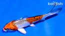 4" KUJAKU
