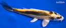 7" KIN KIKOKURYU