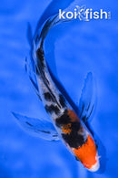 5" SANKE BUTTERFLY
