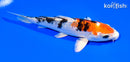 6.25" HEISEI NISHIKI