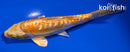 5.5" GINRIN DOITSU YAMABUKI OGON