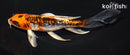 6.75" DOITSU KUJAKU BUTTERFLY