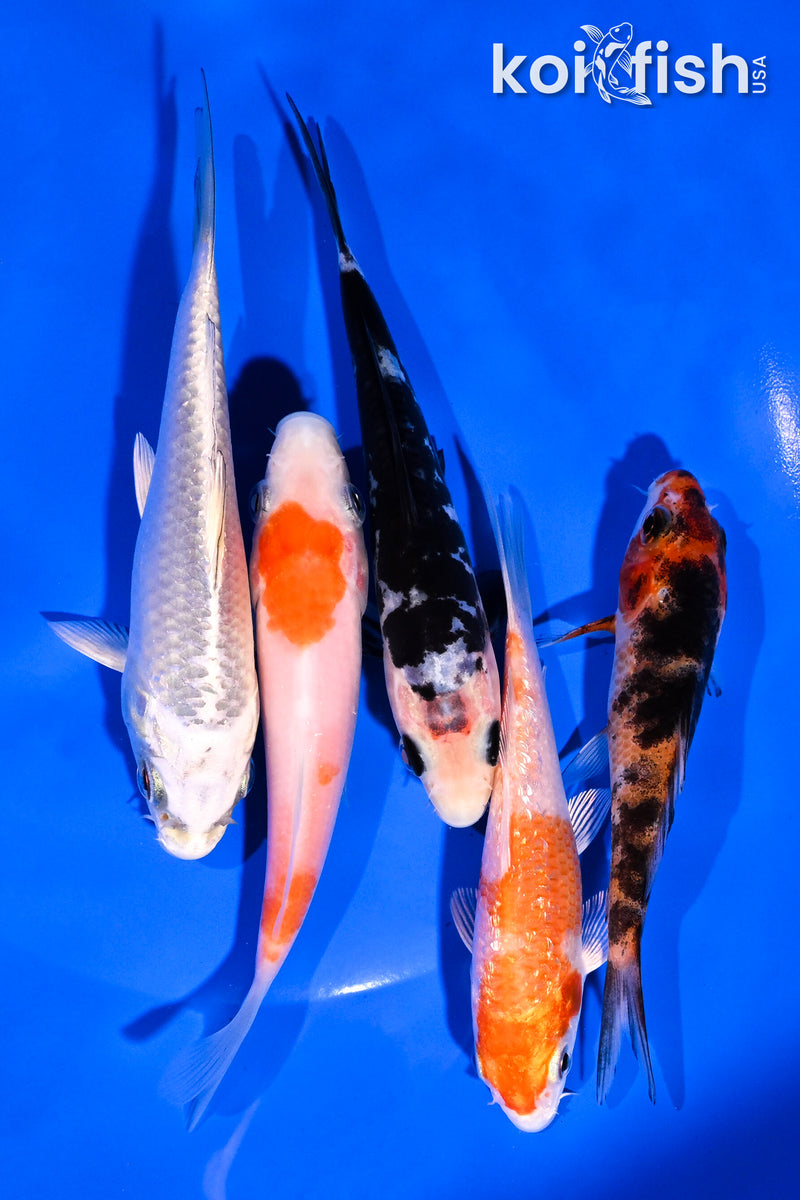 PACK OF (5) 3.5-4.5" STANDARD KOI