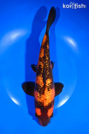 10" GINRIN HI UTSURI