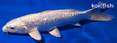 8" GINRIN PLATINUM OGON