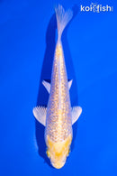 5.25" GINRIN YAMABUKI OGON