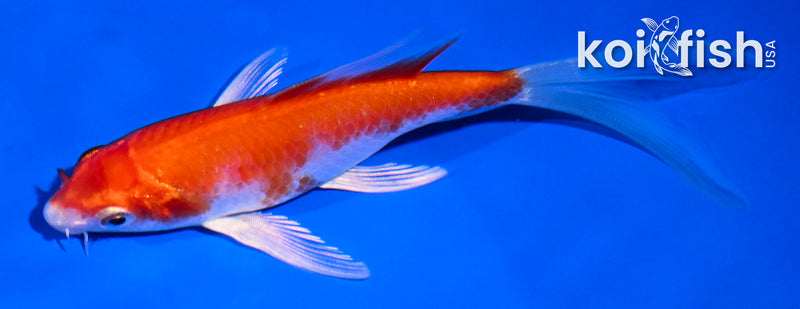 4.5" HARIWAKE BUTTERFLY