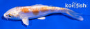 4.5" KIKUSUI