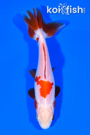 4.75" WAKIN GOLDFISH