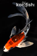 7" BENI GINGA BUTTERFLY