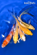 PACK OF (5) 4-5" BUTTERFLY PACK