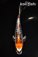 7.75" BENI KIKOKURYU