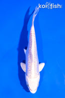 5" DOITSU PLATINUM OGON
