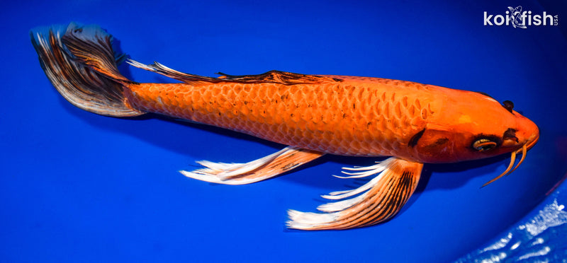 15.5" ORENJI MATSUBA BUTTERFLY