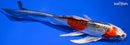 8" KUJAKU BUTTERFLY