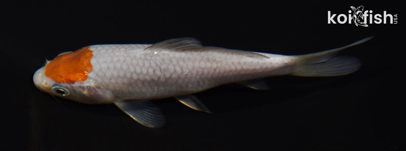 5" TANCHO OCHIBA SHIGURE