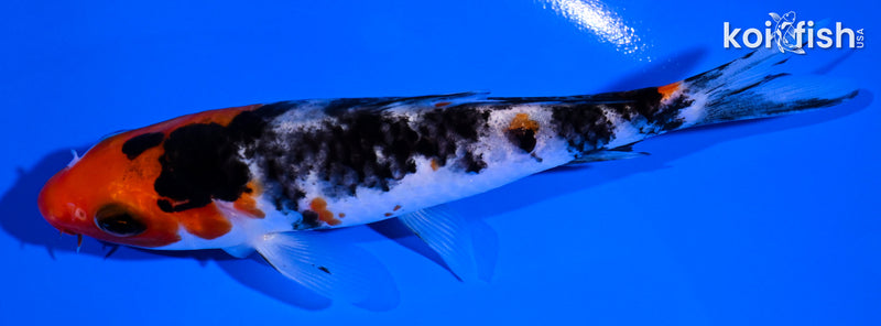 4.75" SANKE