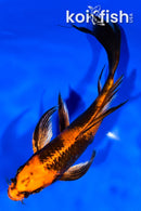 7.5" KIN HI UTSURI BUTTERFLY