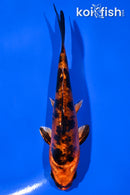 5.25" DOITSU KIN ORENJI BEKKO