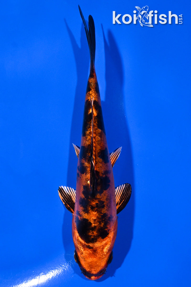 Koi Fish for Sale | Buy Koi Online | Koi Fish USA – Tagged
