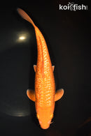 11.5" GINRIN  CHAGOI