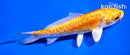 4.5" ARAGOKE KIKUSUI