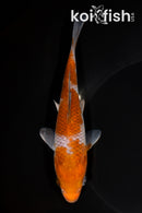 6.75" OCHIBA SHIGURE