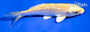 4" GINRIN YAMABUKI OGON