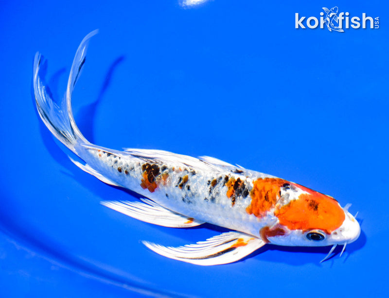 7.75" YAMATO NISHIKI BUTTERFLY