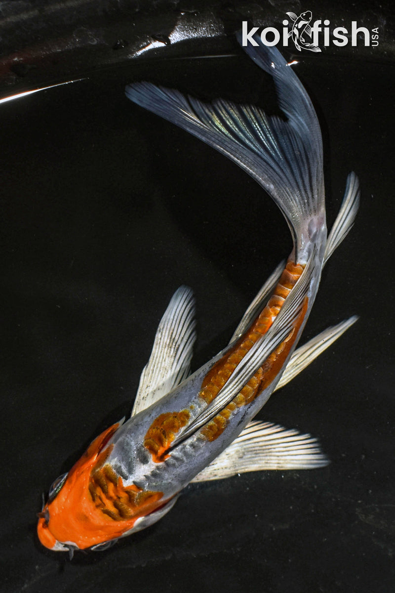 6" ARAGOKE BENI KIKOKURYU BUTTERFLY