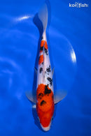 9.25" SANKE