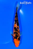 7.5" GINRIN AKA SANKE