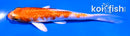 4.5" GINRIN HARIWAKE
