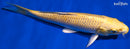 6.75" YAMABUKI OGON