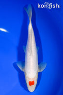 7.75" DOITSU TANCHO KOHAKU