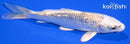 4.25" GINRIN GIN MATSUBA