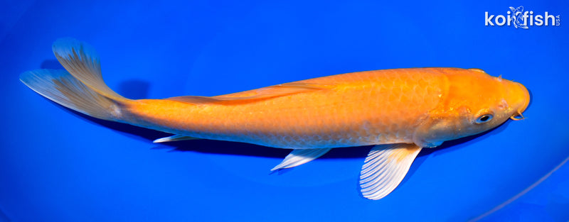 12" CHAGOI