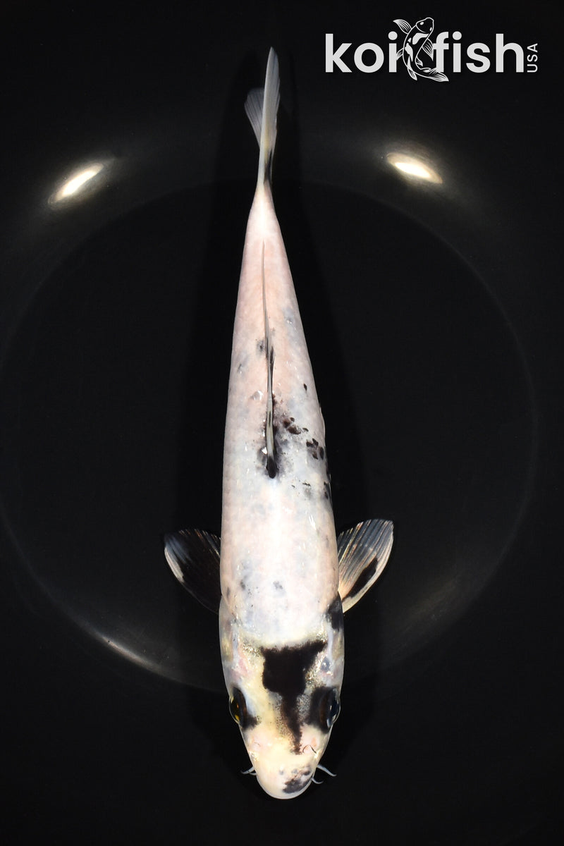 8.25" SHIRO UTSURI