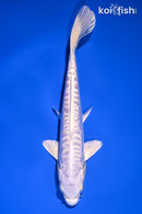 7.5" DOITSU PLATINUM OGON