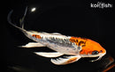 10" ARAGOKE BENI KIKOKURYU BUTTERFLY