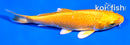 4" YAMABUKI OGON