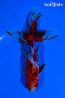 5.5" CALICO WATONAI GOLDFISH