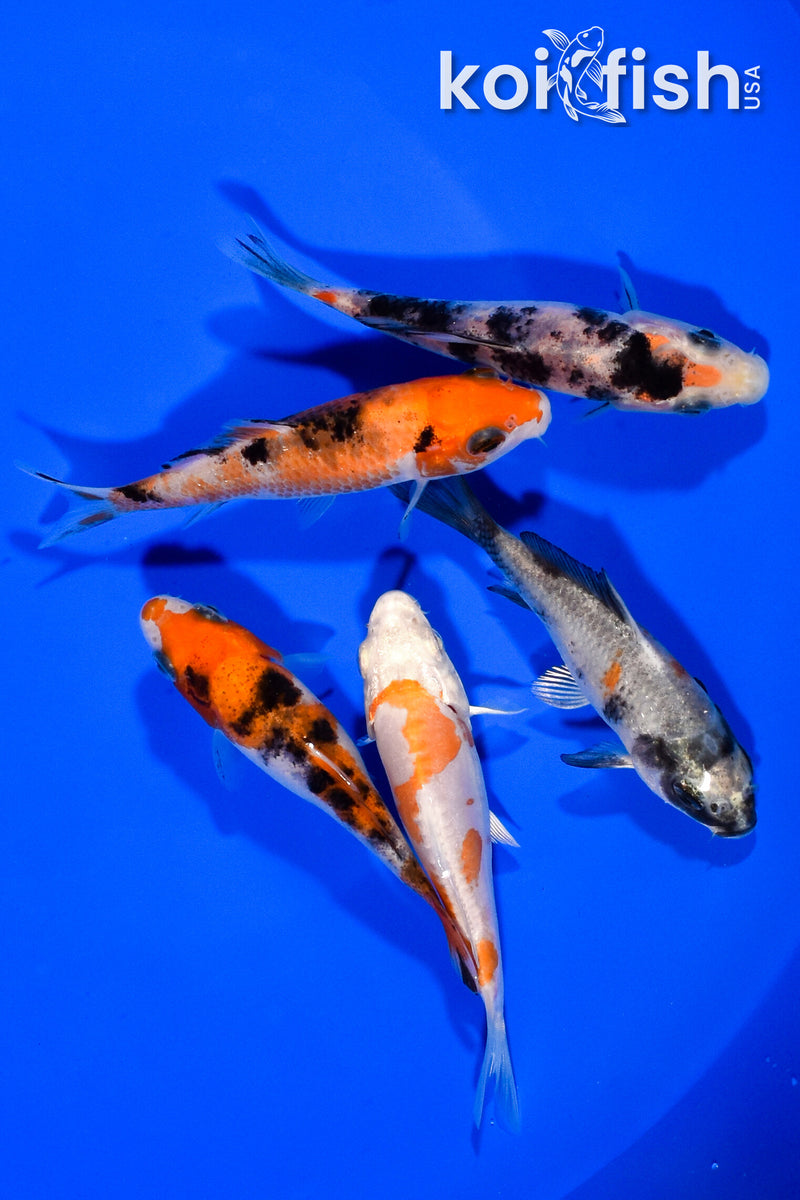 PACK OF (5) 3.25"- 3.5" STANDARD KOI