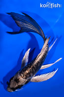 5.25" GINRIN ARAGOKE KIKOKURYU BUTTERFLY