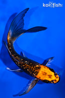 5.5" GINRIN KUJAKU BUTTERFLY