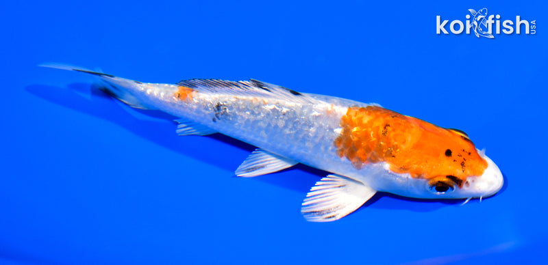 5.25" GINRIN YAMATO NISHIKI