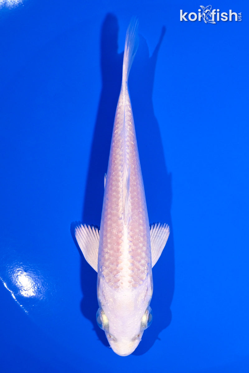 5.25" PLATINUM OGON