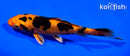 5.75" DOITSU KIN ORENJI BEKKO